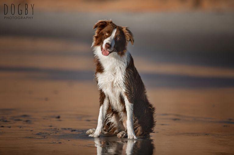 Dogby Pet Photography