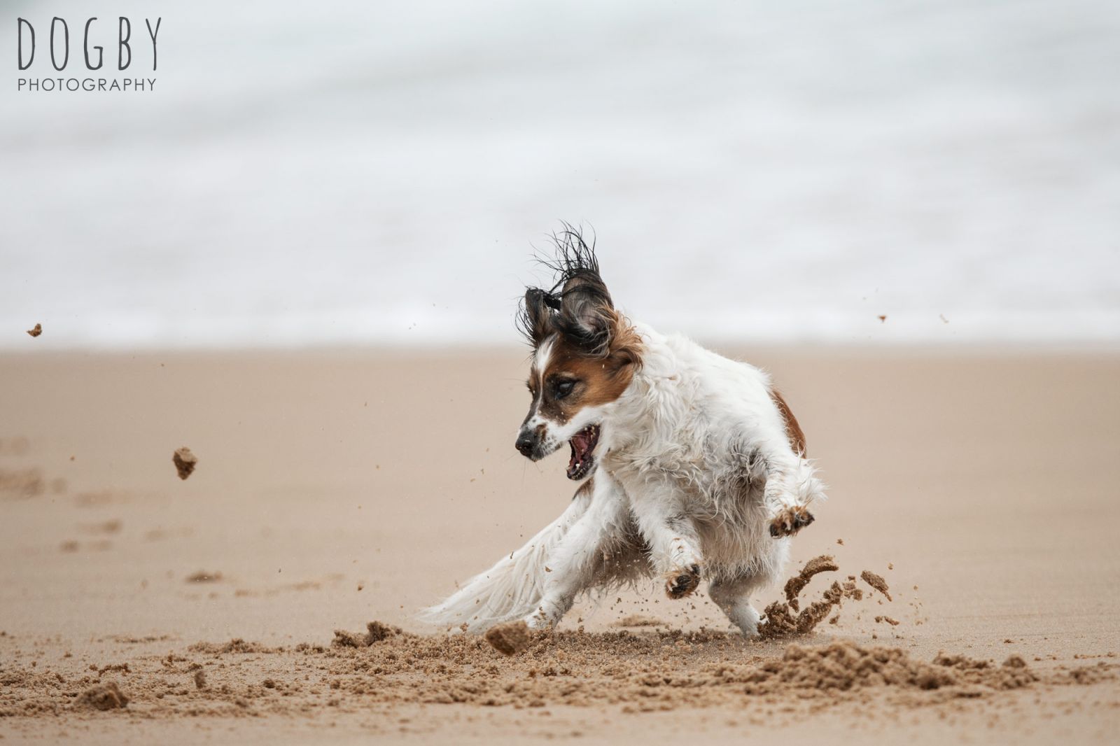 Dogby Pet Photography