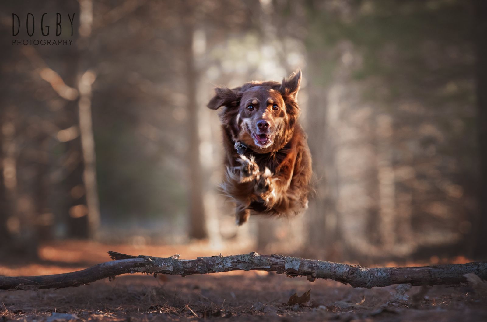 Dog running over a log