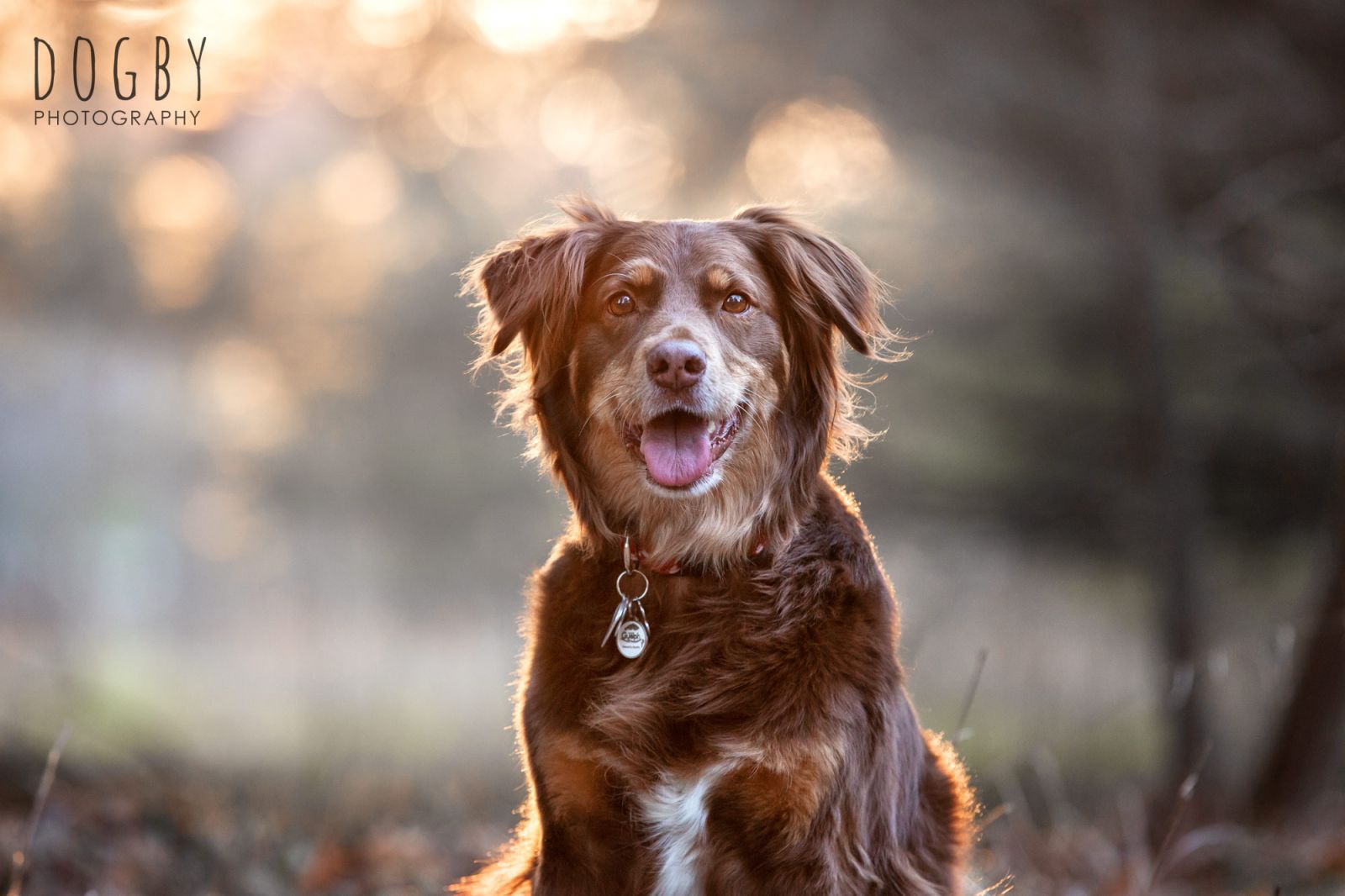 Dog sitting during golden hour