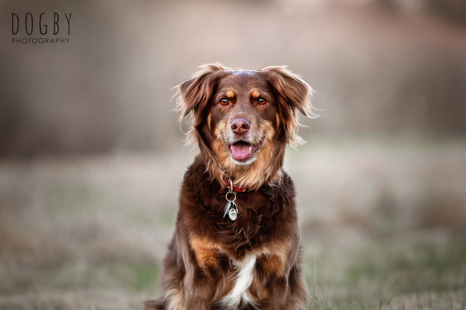 Dog photo session