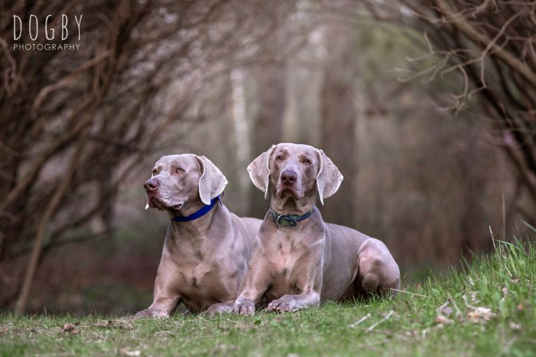 Weimaraner dogs sitting in grass