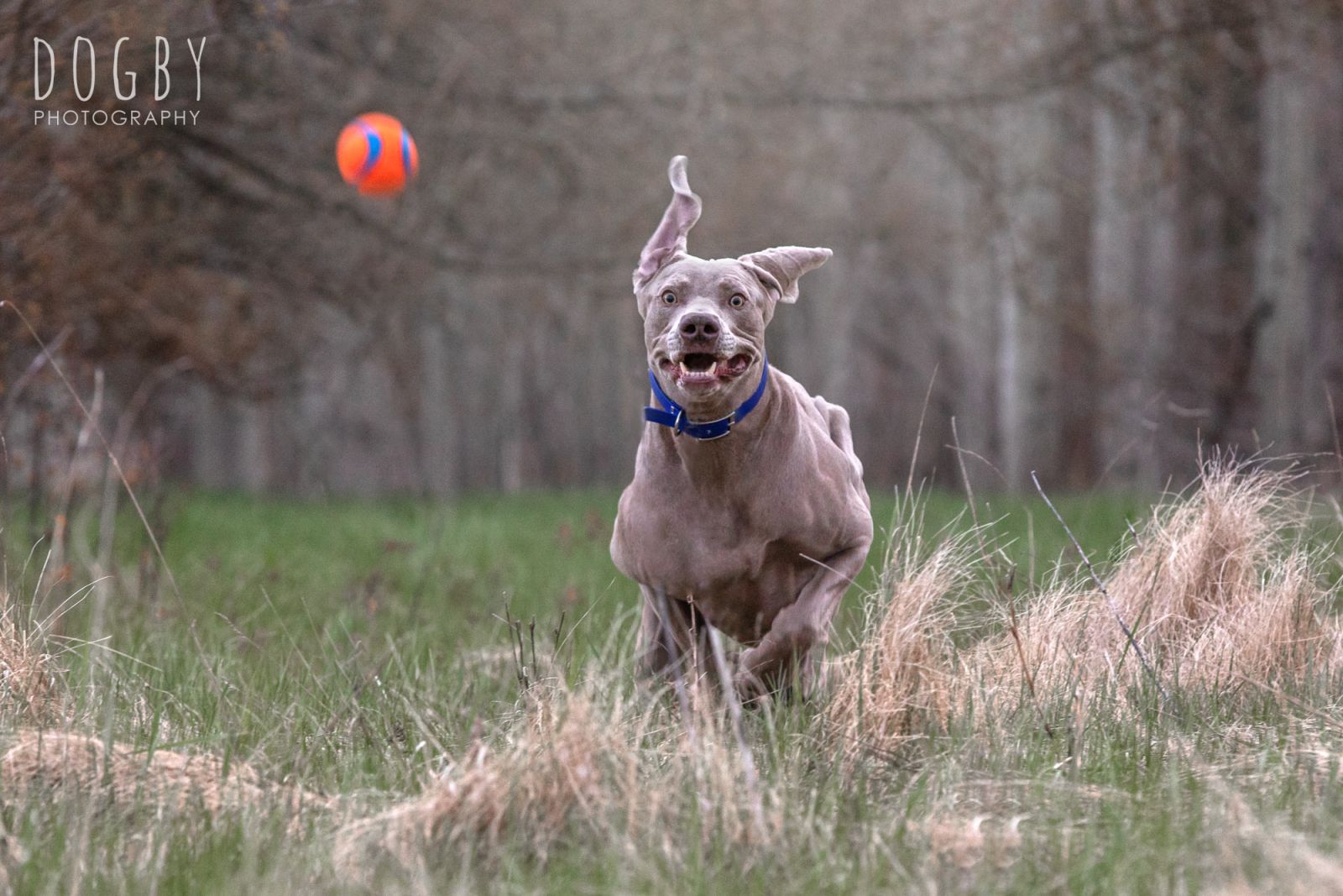 Dog running after a ball