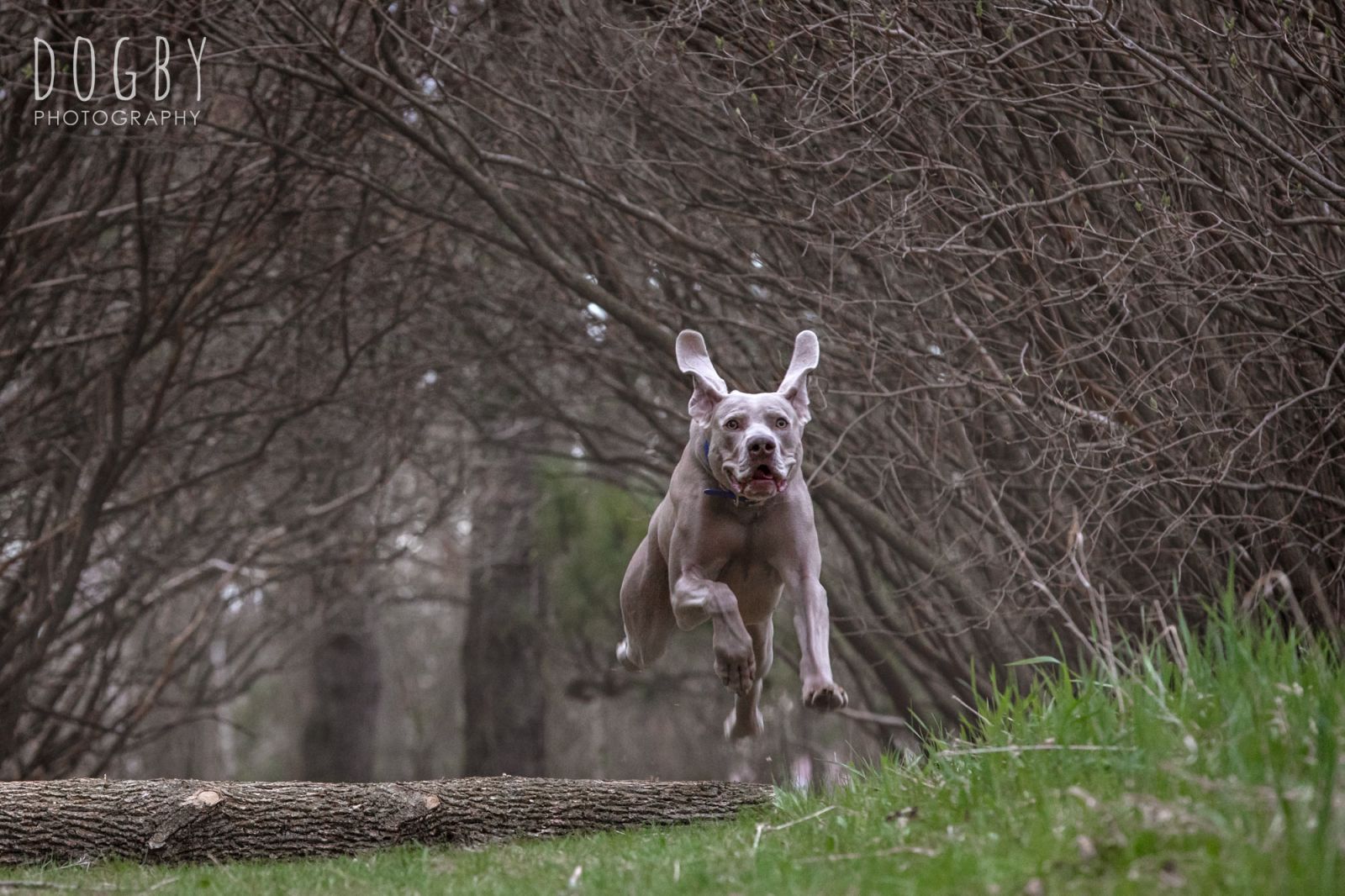 Dog running over a log