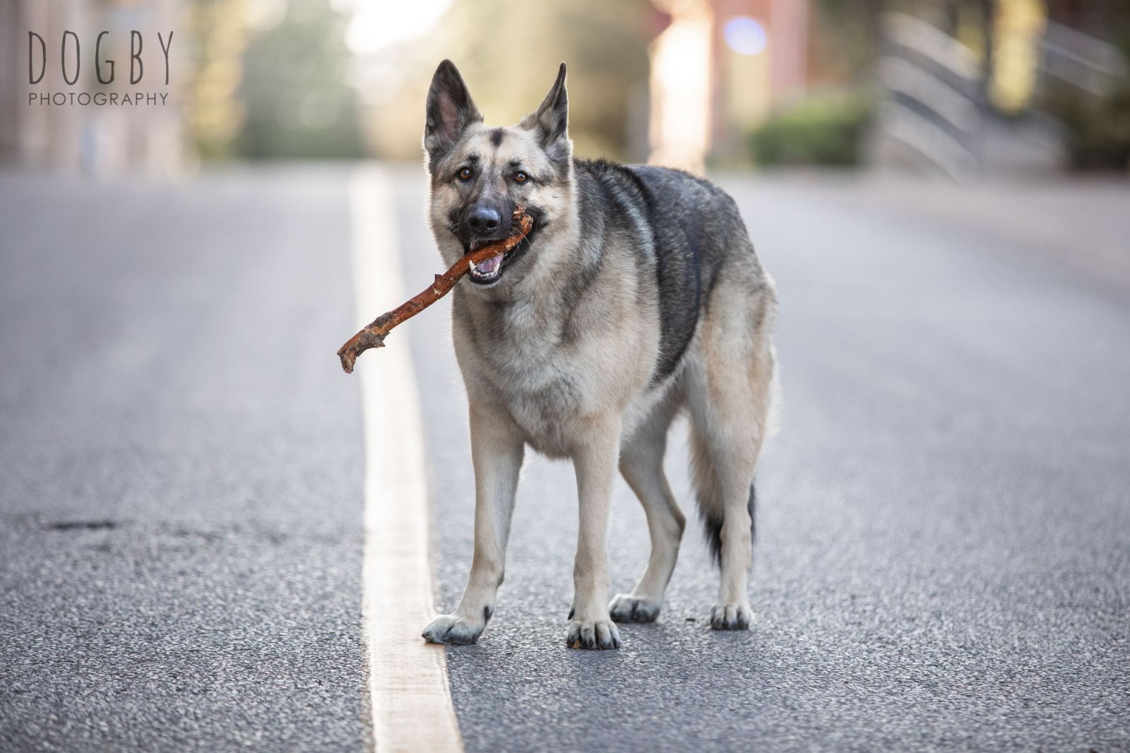 German Shepherd Dog with a stick