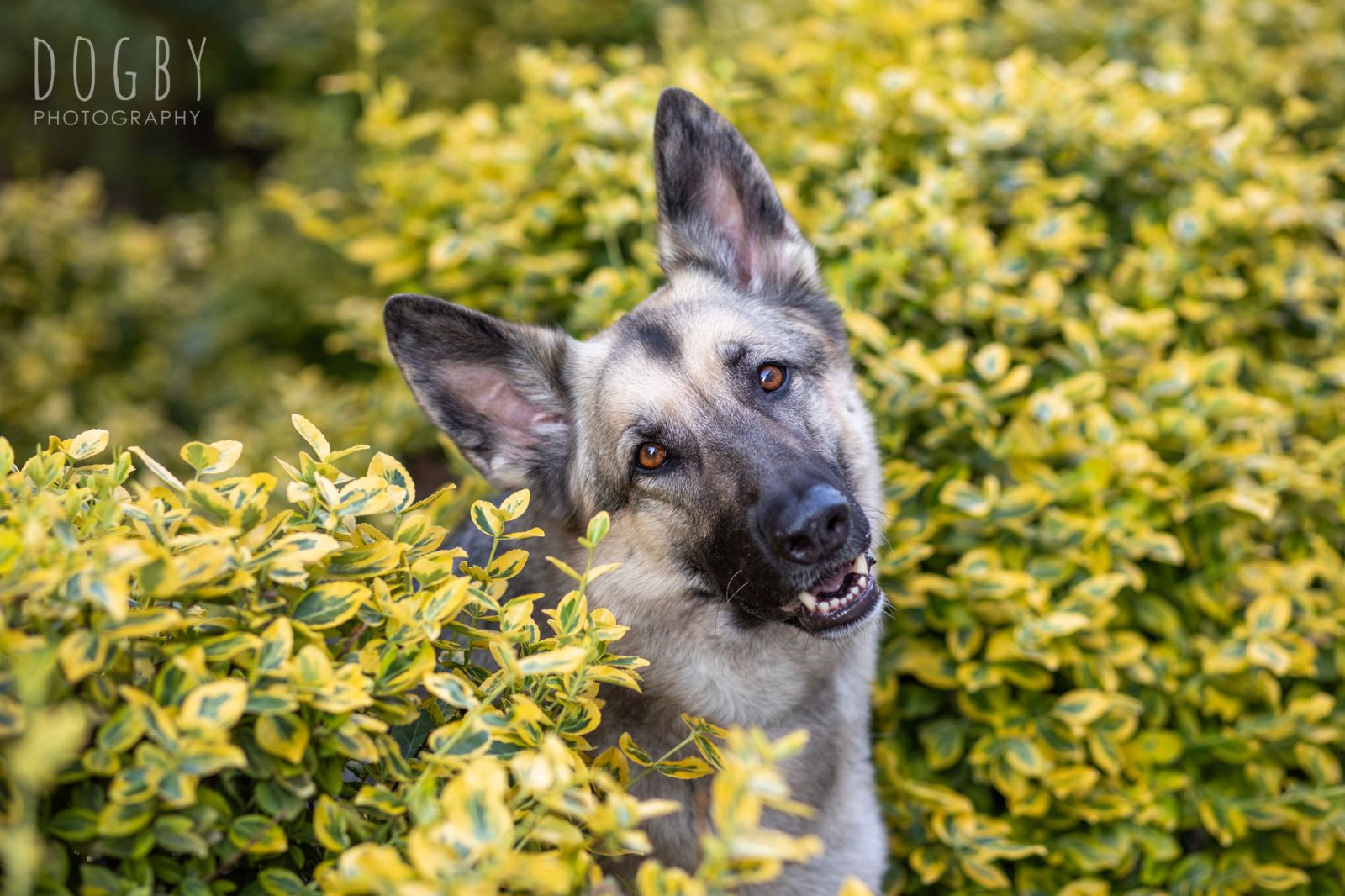 German Shepherd sitting between flowers