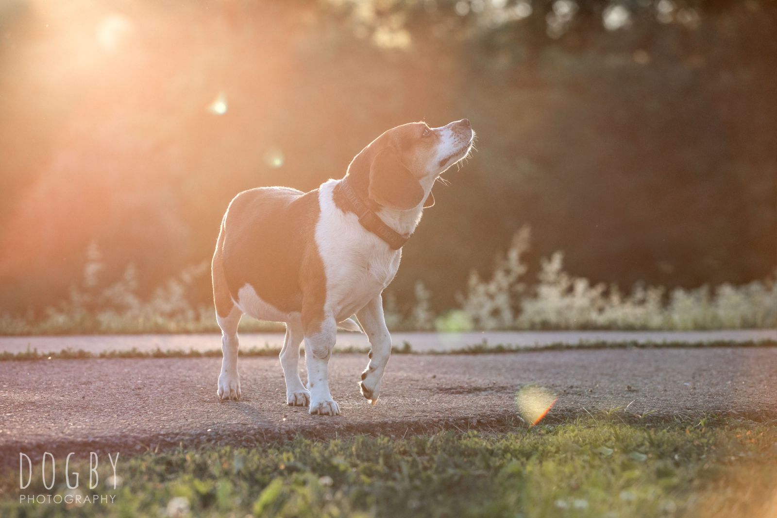 Beagle dog looking up during golden hour
