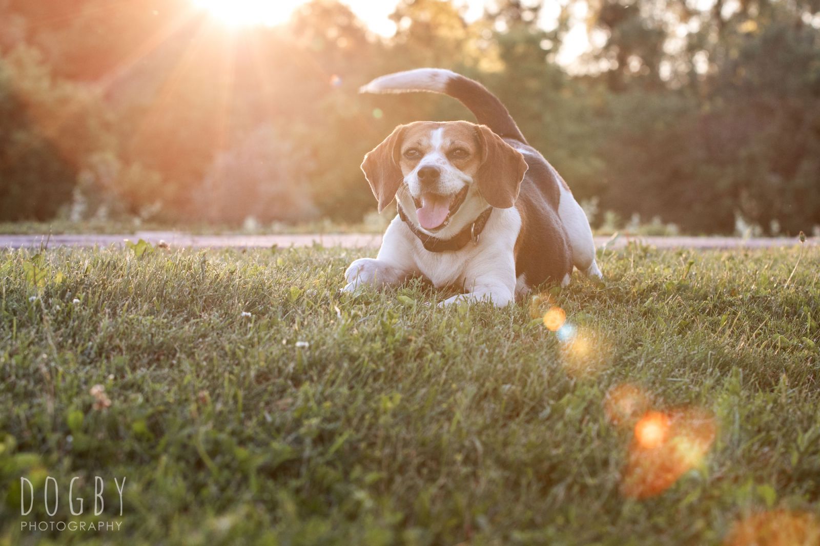 Beagle dog on grass with sun flare