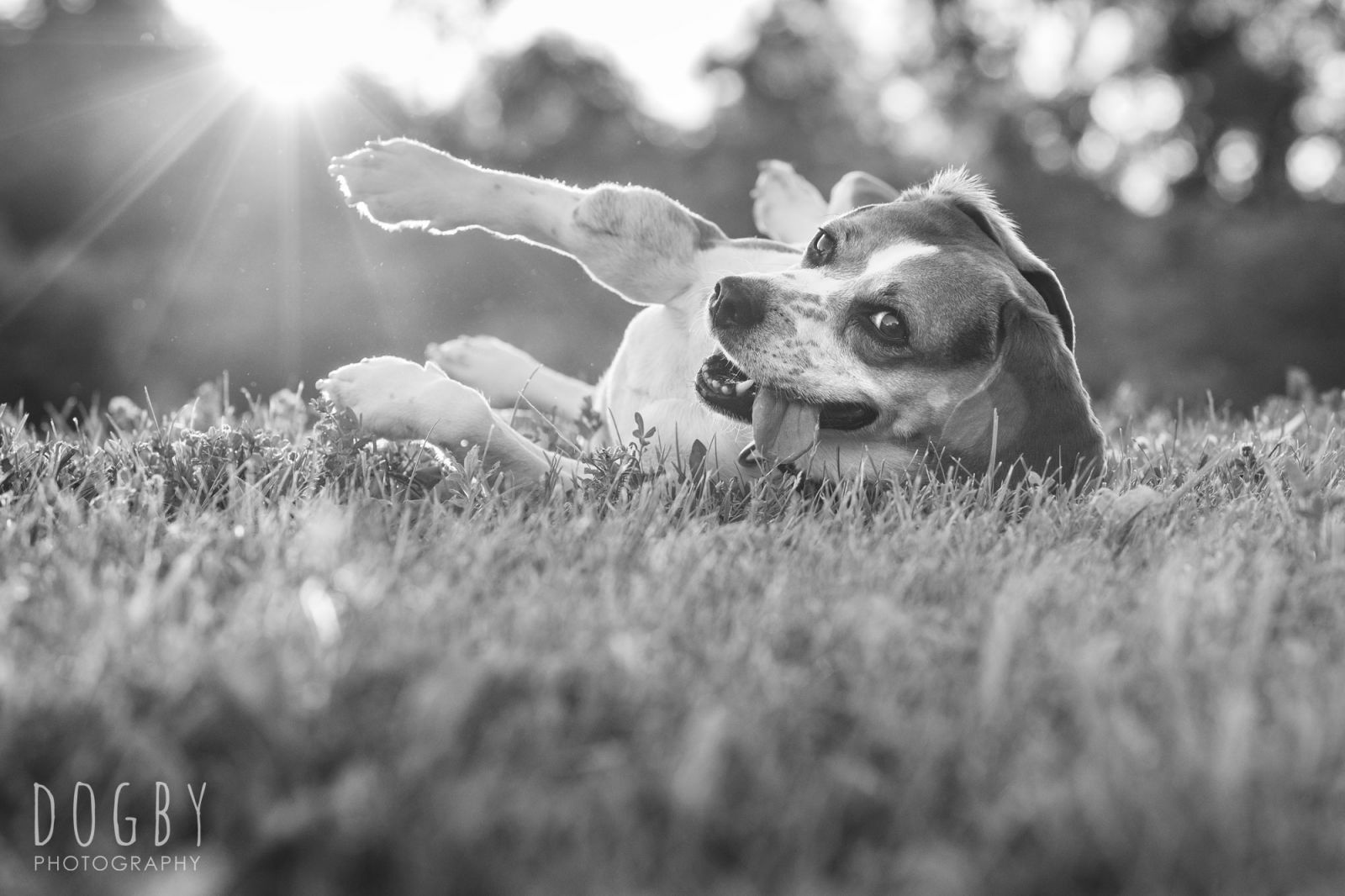 Beagle dog lying in grass with it's tongue hanging out