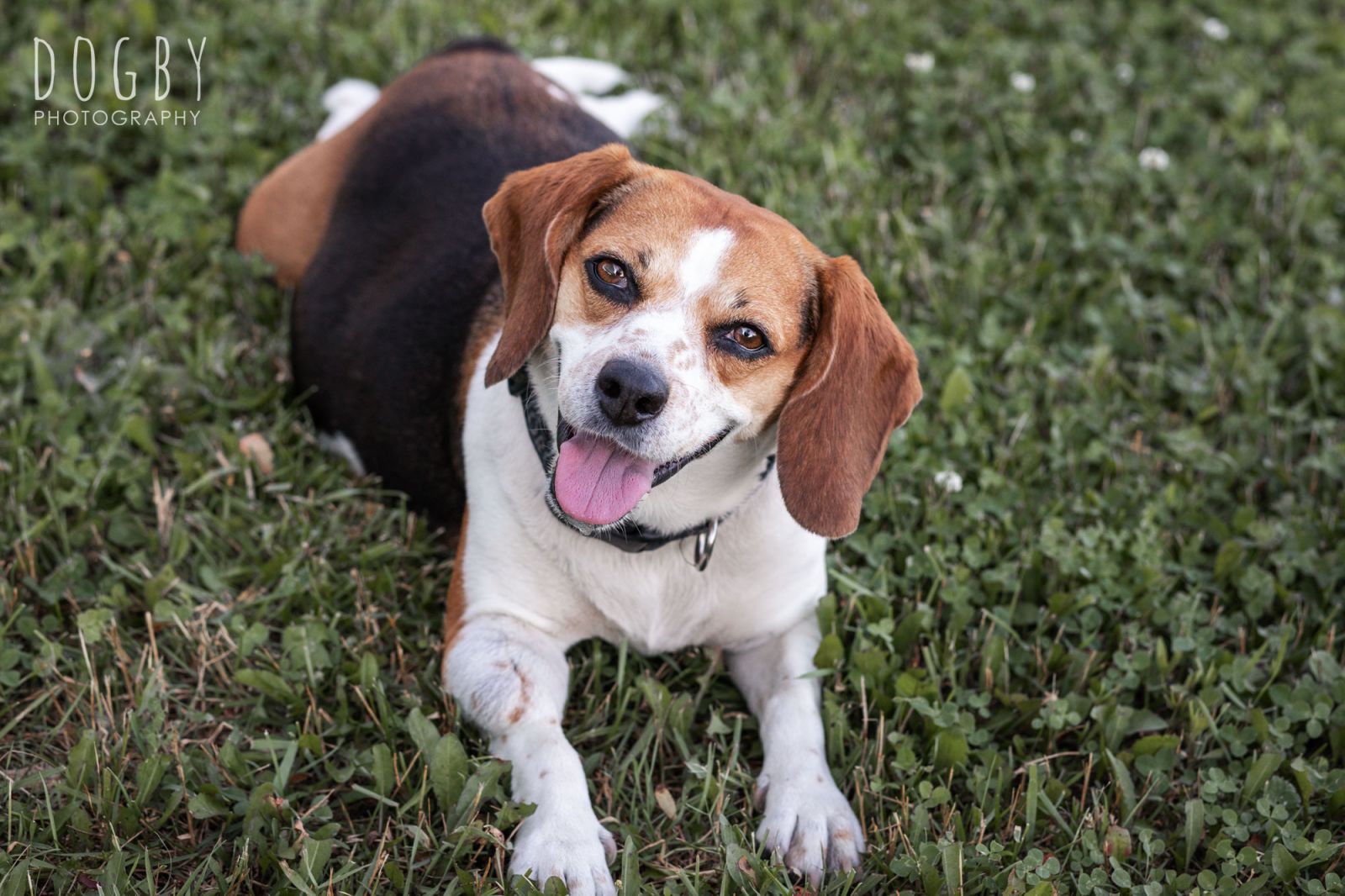 Cute beagle dog looking up at camera